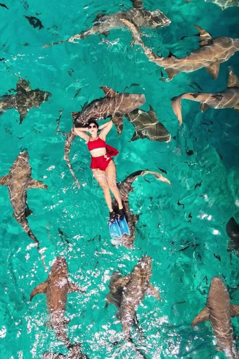 Shark10 (2)